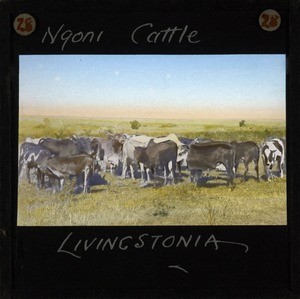 "Ngoni Cattle, Livingstonia", Malawi, ca.1895