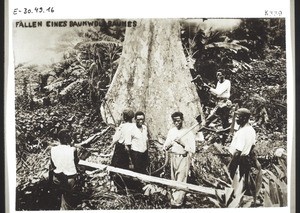 Felling a Silk-cotton tree