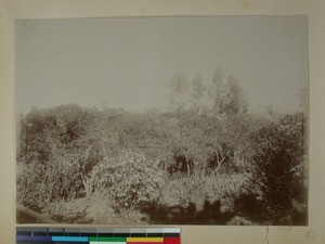 Mission Station's garden, Antsirabe, Madagascar, ca.1900