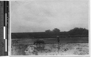 Man plowing rice field with water buffalo, Hong Kong, China, ca. 1920