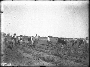 African people ploughing a field, Antioka, Mozambique, ca. 1916-1930