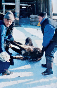 Livestock found dead after the disaster winter 2000/2001 (Dzud) in the Gobi-Sumber Province in