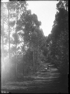 A path lined with eucalyptus trees, Lemana, Limpopo, South Africa, ca. 1906-1907