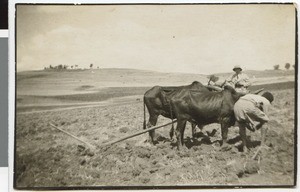 Yoke of oxen in Solulta near Adis Abeba, Solulta, Ethiopia, ca.1934