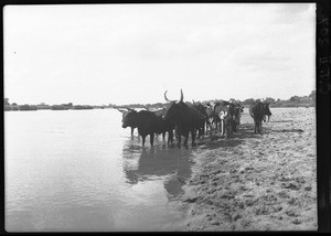 Herd of cattle at the Incomáti, Malengane, Mozambique, 1943