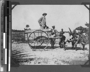 Ox cart, Sikonge, Unyamwezi, Tanzania