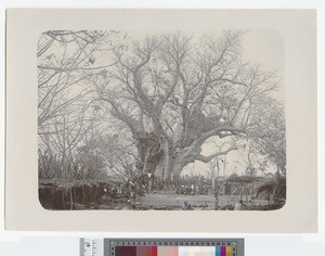Baobab tree, Blantyre, Malawi, ca.1904