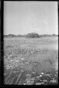 Waterlilies, Mozambique, ca. 1933-1939