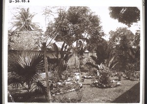 Dr. Fisch's botanical garden