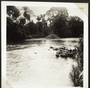 Zebu herd swimming over a river