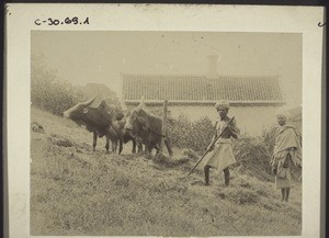 Badaga farm. Oxen winnowing cereals. India