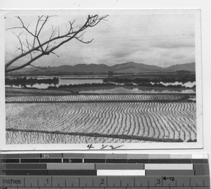 A landscape at Hong Kong, China, 1939