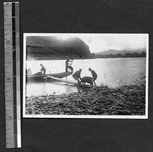 Pig on a gangplank, Shaowu, Fujian, China, 1939