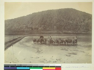 Oxen harrowing the rice field, Madagascar, ca.1896