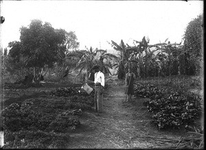 Vegetable garden, Shilouvane, South Africa, ca. 1901-1907