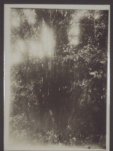 Cameroon, forest region. Mangrove tree in the estuary of a river. Low tide. At high tide the water covers the leaves at the foot of the tree