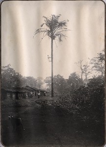 Climbing of an oil palm