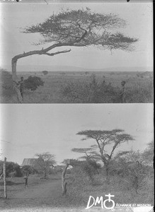 Landscape near Makulane, Mozambique, ca. 1896-1911