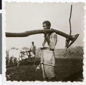 Wooden plow and oxen, Ethiopia