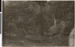 Dense forest between Gore and Bedele, Ethiopia, 1929-05-18