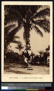 Boys climbing a palm tree, Ivory Coast, ca.1900-1930