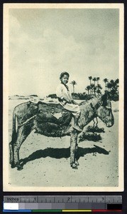 Young fboy sitting on a donkey, Egypt, ca.1900-1930