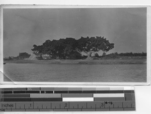 Large trees at Yangjiang, China, 1924