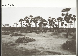 Dry, sandy landscape near Tuticorin in South India, on the coast