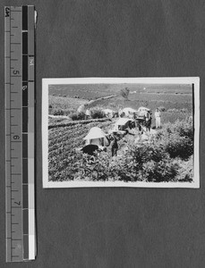 Sedan chairs carrying scientists on hookworm study expedition, Sichuan, China, ca.1920-1930