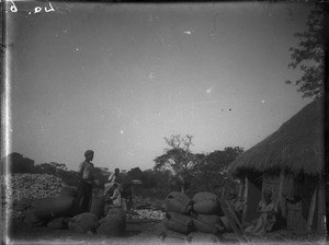 Maize harvest, Antioka, Mozambique, ca. 1916-1930