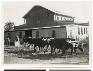 Three yokes of oxen in front of a house, South Africa