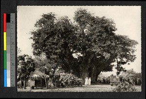 Missionary sisters near a large baobab tree, Senegal, ca.1920-1940