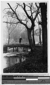 Woman crossing a bridge over a forest stream, Japan, ca. 1930-1950