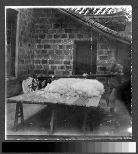 Fluffing the cotton, Sichuan, China, ca.1900-1921