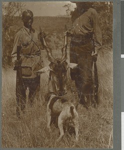 Eland trophy, Mozambique, 1918