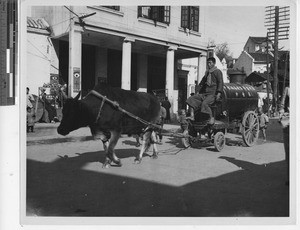 A water buffalo pulling a cart at Jiangmen, China, 1949