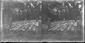 Mr Rosset's vegetable garden, Valdezia, South Africa