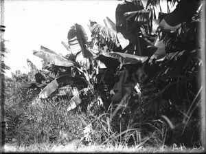 Banana trees, Antioka, Mozambique, ca. 1916-1930