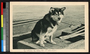 Sled dog sitting on a dock, Alaska, ca.1920-1940