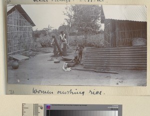 Woman washing rice, Tuai village, 1915