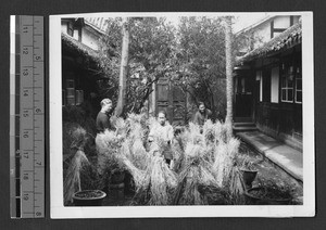 Preparing straw for bedding, Chengdu, Sichuan, China, ca.1936