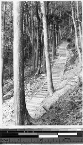 Stone staircase in a forest, Japan, ca. 1920-1940