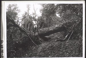 A tree has blocked the way for the horse