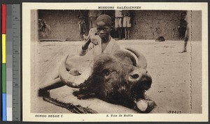 Severed head of a buffalo, Congo, ca.1920-1940