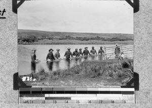 Men washing sheep, Elim, South Africa