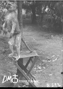 Monkey, Africa, ca. 1896-1911