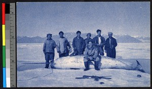 Men standing around a narwhal atop an ice floe, Canada, ca.1920-1940