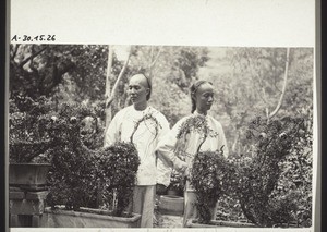 Lions modelled from plants in Wuchan Zwong Sai