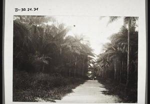 Landscape with oil palms