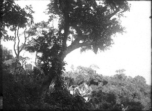 Forest near Lemana, Limpopo, South Africa, ca. 1906-1907